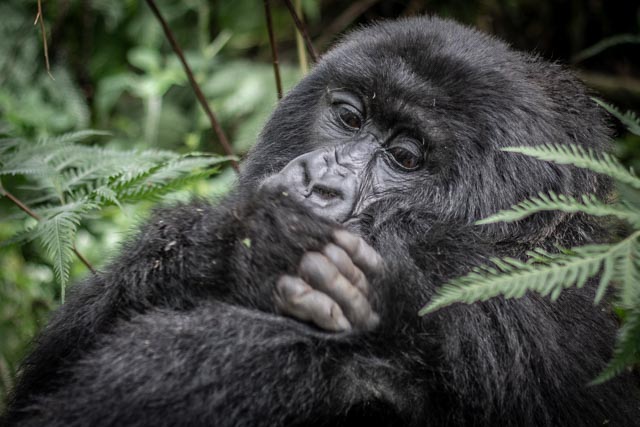 Eine Berührung bei den Berggorillas
